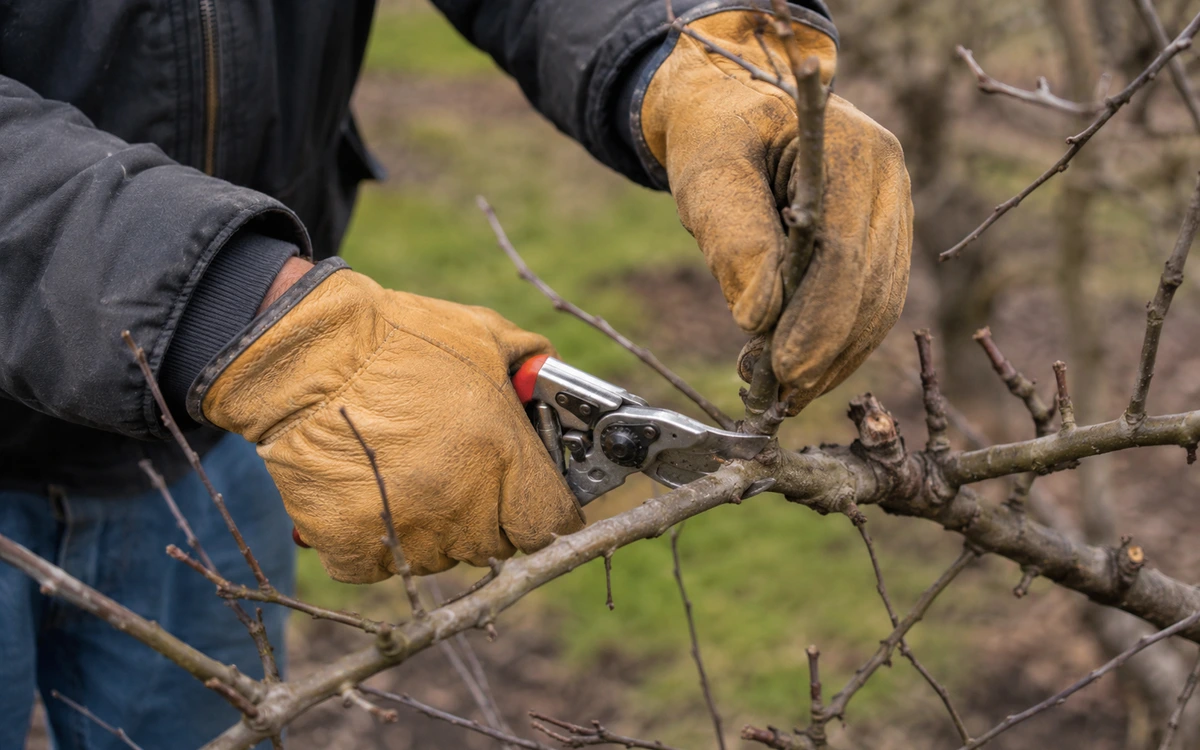 Fruit tree pruning contractor